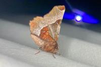 Selenia tetralunaria