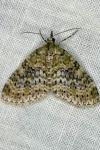 Acasis viretata