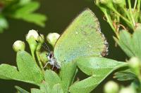 Callophrys rubi