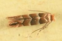 Phyllonorycter