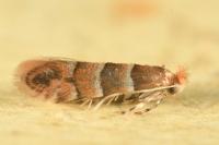 Phyllonorycter