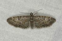 Eupithecia abbreviata