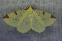 Opisthograptis luteolata