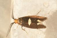 Incurvaria masculella