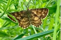 Ematurga atomaria