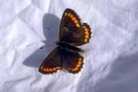 Aricia agestis