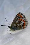 Aricia agestis