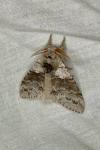 Calliteara pudibunda