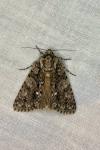 Acronicta rumicis