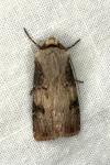 Agrotis puta