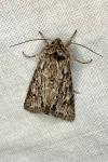 Xylocampa areola