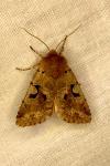 Orthosia gothica