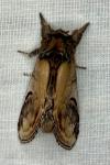 Notodonta ziczac
