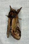Notodonta ziczac