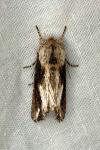Egira conspicillaris