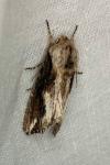 Egira conspicillaris
