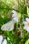 Leptidea sinapis