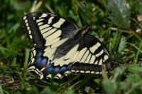 Papilio machaon