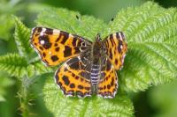 Araschnia levana