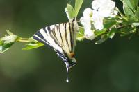 Iphiclides podalirius