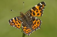 Araschnia levana