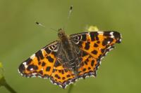 Araschnia levana