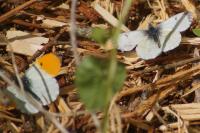 Anthocharis cardamines