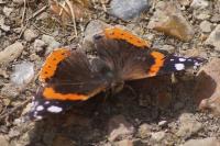 Vanessa atalanta