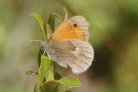 Coenonympha pamphilus