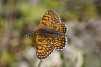 Melitaea cinxia