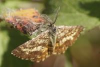 Ematurga atomaria