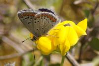 Aricia agestis