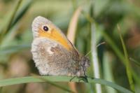 Coenonympha pamphilus
