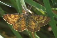 Ematurga atomaria