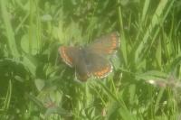 Aricia agestis