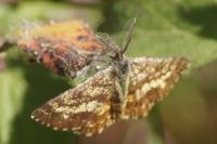 Ematurga atomaria