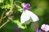Pieris napi
