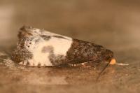 Notocelia cynosbatella