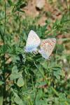 Polyommatus icarus
