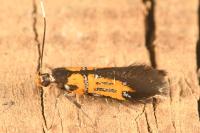 Schiffermuelleria schaefferella