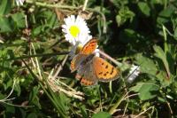 Lycaena phlaeas