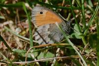 Coenonympha pamphilus