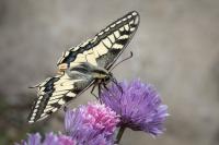 Papilio machaon