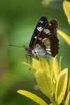 Limenitis reducta