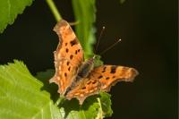 Polygonia c-album