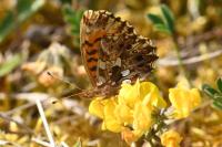 Boloria dia