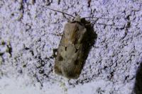 Agrotis exclamationis