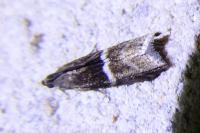 Elegia atrifasciella