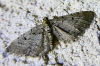 Eupithecia intricata