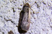 Ochropleura plecta